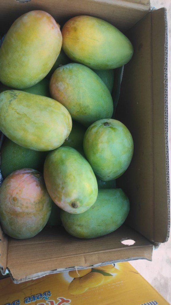 Grade A Premium Kesar Mangoes