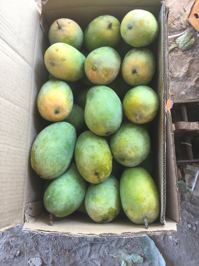 Grade C Economy Kesar Mangoes